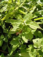 Menthe (peut-etre) (2) (Photo F. Mrugala)